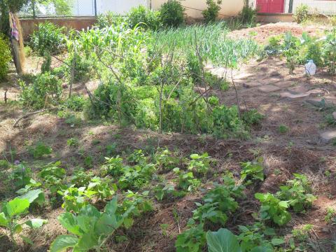 Crescimento das couves, ervilhas, feijão, cebolinho .....
A eliminação de ervas daninhas foi realizada com a colaboração dos alunos.